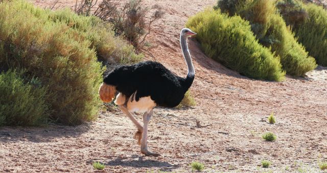 An ostrich is seen striding through a dry landscape dotted with green shrubs, its long legs and distinctive plumage on display. Its presence adds a touch of wild elegance to the arid environment.