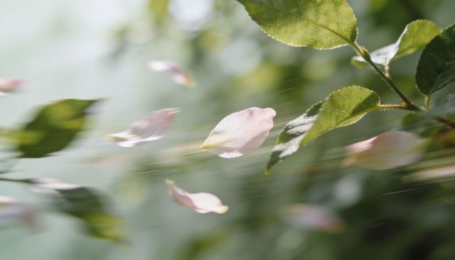Drifting pale pink petal sliding through sunlit garden leaves with motion blur and bokeh