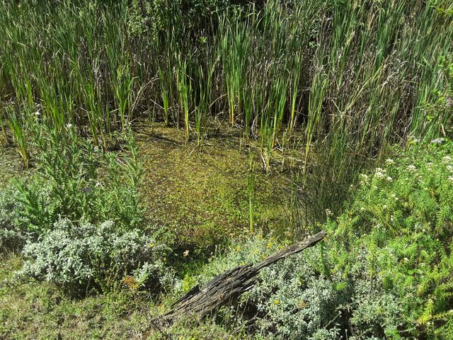 This photo captures the lush vegetation of a wetland area with tall reeds and green foliage surrounding a small pond. Ideal for use in environmental science articles, wetland conservation reports, educational materials about ecosystems, and nature-themed publications.
