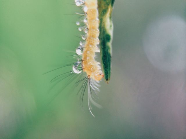 Capturing the early morning moisture on a caterpillar clinging to a leaf, this close-up highlights the delicate beauty of nature, perfect for use in educational materials about insects, environmental themes, or promoting outdoor activities and nature exploration.