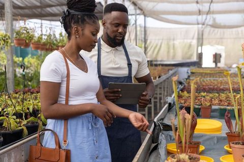 African american couple examining pitcher plants in greenhouse nursery using tablet