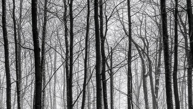 Monochrome misty winter woodland with leafless trunks and frost-covered branches