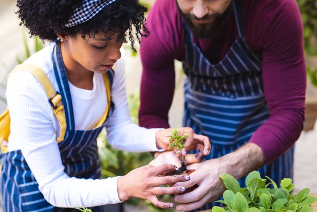 Young biracial couple wearing aprons planting small plants together at home. Unaltered, lifestyle, love, gardening, hobbies, nature and home concept.
