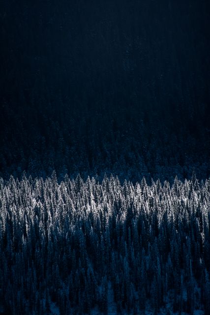 Sunlight Shining on Snow-Covered Pine Forest at Dusk - Download Free Stock Photos Pikwizard.com