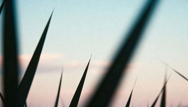 Silhouetting tall grass blades against pastel sunrise sky with soft horizon gradient