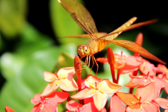 Golden dragonfly resting on vivid red flowers, captured in a macro shot. Suitable for nature documentaries, educational materials, digital wallpapers, and advertising campaigns focusing on nature and environment.