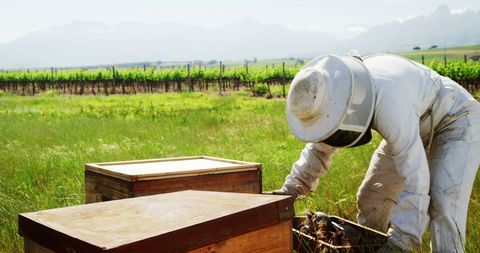 Beekeeper Examining Honeycomb in Rural Apiary Setting