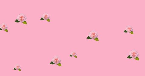 Scattered Roses on Pink Background Celebrating Elegance