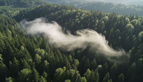 Sunlit mist ribbon drifting through dense conifer canopy on rolling hills — aerial forest