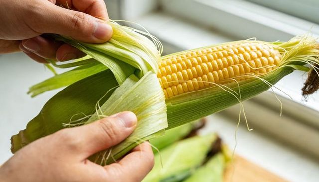 Hands peeling fresh sweet corn on cob near window light closeup for food preparation