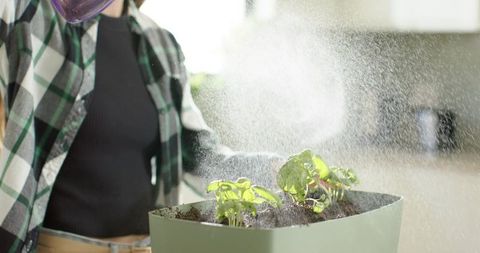 Woman misting seedlings in kitchen planter with spray bottle backlit daylight gardening