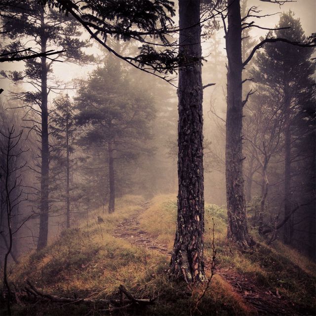 Misty Forest Path with Tall Pine Trees - Download Free Stock Photos Pikwizard.com
