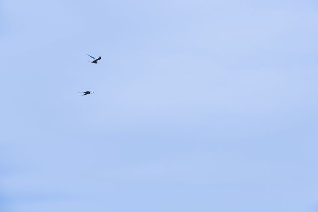 Blue sky birds  - Download Free Stock Photos Pikwizard.com