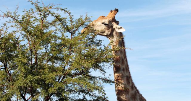 Giraffe seen eating foliage from a tall tree in its natural habitat on the savannah. Use for topics related to wildlife conservation, African animals, natural behavior, and educational materials about giraffes and their ecological environment.