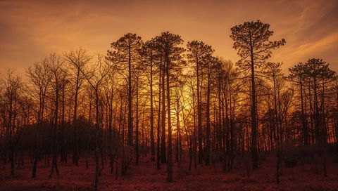 Glowing sunset sinking behind tall pine silhouettes in autumn forest with golden sky at dusk