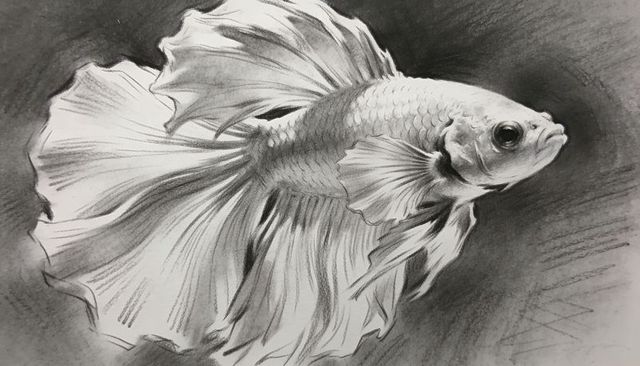 Graphite betta drawing with flowing fins, textured charcoal vignette, ornamental, signed lower-right