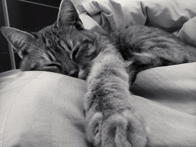 Tabby cat resting comfortably with its paws outstretched on a cozy bed, captured in black and white. Ideal for use in content related to domestic pets, relaxation, home comfort, or tranquility. Suitable for pet care blogs, social media posts about cats, and advertisements for pet products or bedding.