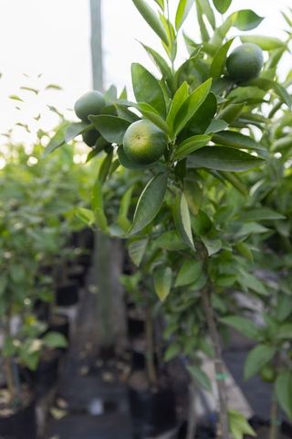 Green mandarin saplings growing unripe citrus fruit in nursery rows and pots