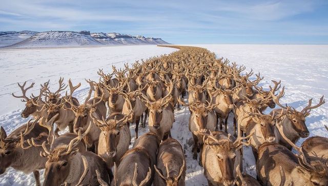 Massive reindeer herd migrating across snow plain toward distant plateau under blue sky
