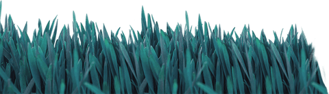 Lush green grass on transparent background vector illustration