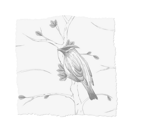 Stylized bird sketch on torn paper with transparent background