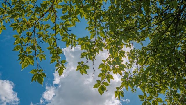 Framing tree canopy with sunlit green leaves and drifting white clouds