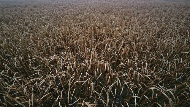 Expansive dried reedbed covering foggy wetland marsh with standing water and mud