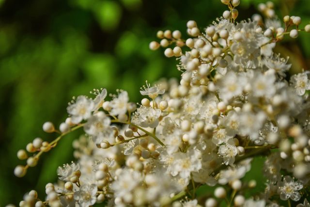 Perfect for floral and nature-themed projects, this image of white blossoms symbolizes renewal and beauty. Could be used in gardening blogs, spring promotions, or decor ideas.