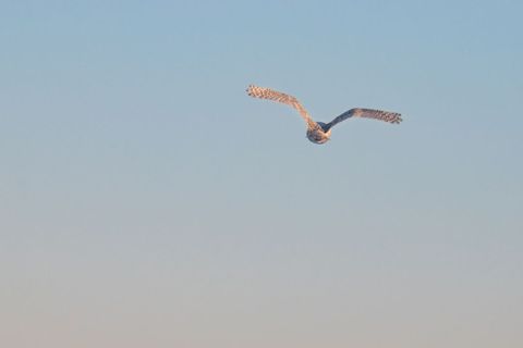 Snowy Owl Gliding Across Pastel Sky During Golden Hour