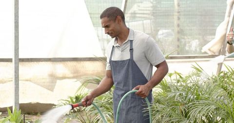 Horticulturist watering plants in greenhouse with hose