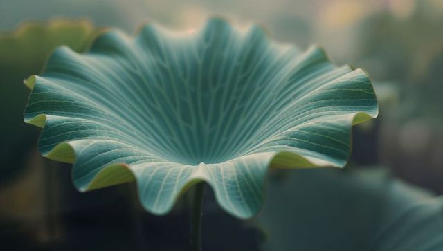Serene blue-green lotus leaf in pond water garden