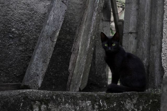 Mysterious Black Cat with Green Eyes in a Dark Alley - Download Free Stock Photos Pikwizard.com