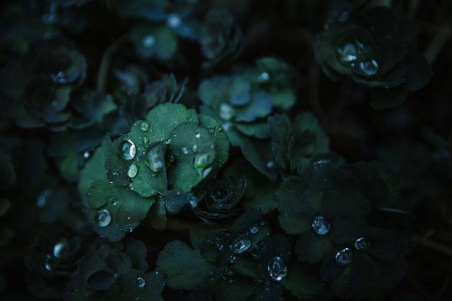 Wet leafy plants with raindrops glistening at night. Suitable for use in nature photography collections, water conservation campaigns, calming wallpapers, or articles about natural beauty and tranquility.