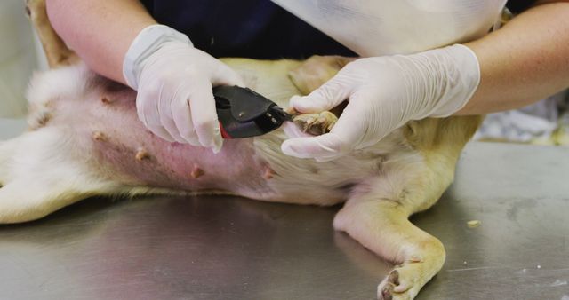 This image shows a veterinarian wearing gloves clipping nails of a dog laying on a stainless steel table in a clinic. Useful for websites and print materials related to veterinary services, pet grooming, and animal healthcare industries. It can also be used in articles or advertisements discussing veterinary care, pet hygiene, and the importance of regular check-ups.