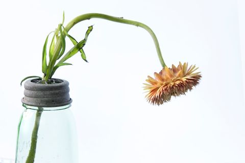 Wilted Flower in Green Glass Bottle Against White Background