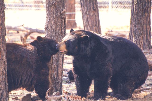 Two black bears are interacting in the forest, surrounded by trees. This image captures the natural behavior and habitat of black bears. Ideal for use in wildlife documentaries, educational material about animals, and promotions related to nature conservation.