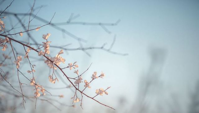 Delicate blossom branch reaching into pastel morning sky, soft bokeh and serene mood
