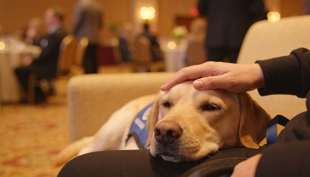 Service dog resting on handler lap at formal banquet wearing blue working vest