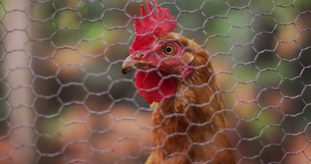 Close up of brown hen looking through chicken wire in garden coop - Download Free Stock Photos Pikwizard.com
