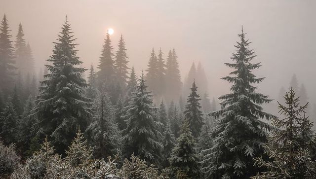 Misty Spruce Forest Showing Frosted Limbs and Pale Sunlight, Moody Winter Morning