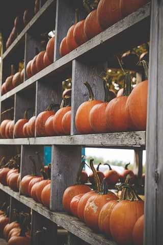 Autumn Pumpkin Display on Rustic Wooden Shelves Farm Market Harvest Decor