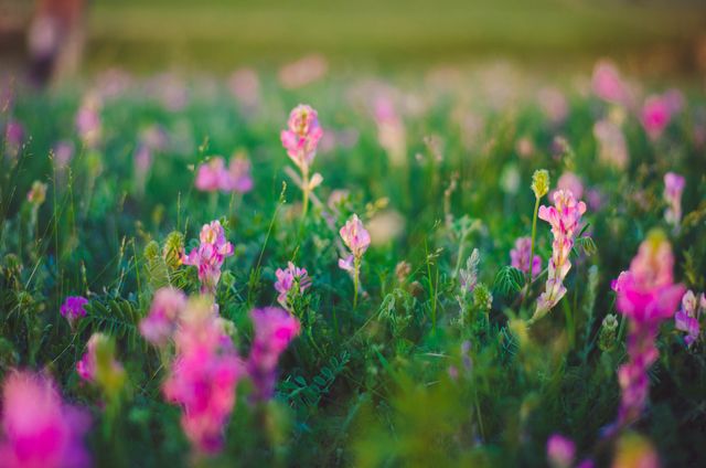 Wildflowers with pink petals blooming in a lush green meadow, creating a vibrant and tranquil scene. Ideal for use in nature-themed projects, spring or summer marketing materials, relaxing or soothing visuals, outdoor lifestyle content, or environmental conservation campaigns.