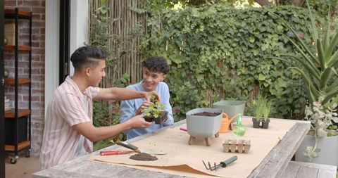 Hispanic male friends planting seedlings in backyard garden