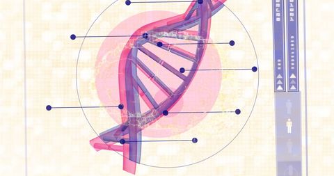 human brain and dna strand with digital interface elements - Download Free Stock Images Pikwizard.com
