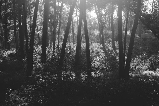 Monochrome view of tranquil forest with sunlight filtering through trees. Ideal for nature-themed designs, environmental campaigns, or backgrounds for meditative and calming visuals.
