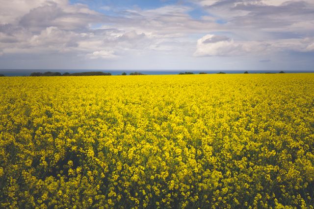 Expansive rapeseed field with vibrant yellow flowers under a cloudy sky, stretching out to the horizon. Perfect for illustrating themes of agriculture, rural beauty, and natural landscapes. Ideal for backgrounds in digital marketing, environmental campaigns, and farming-related publications.