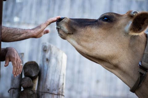 Petting brown dairy cow nose over rustic fence, human-animal connection rural life