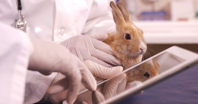 Veterinarian Examining Rabbit with Tablet - Download Free Stock Images Pikwizard.com