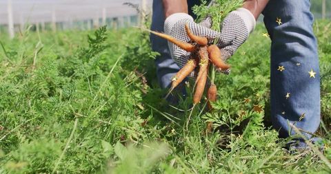 Farmer harvesting carrots in lush field with gardening gloves