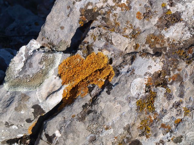Close-Up of Rocky Surface with Colorful Lichen - Download Free Stock Photos Pikwizard.com